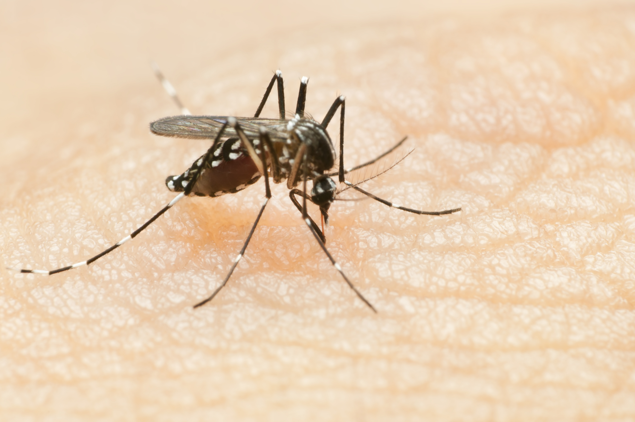 Na imagem, um mosquito da dengue está picando a pele de uma pessoa. O mosquito tem corpo preto e listras brancas, com asas translúcidas. Ele está posicionado sobre a pele exposta da pessoa, inserindo sua probóscide para picar.